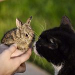 とうさぎが家族になることは可能？相性や飼い方のコツを紹介