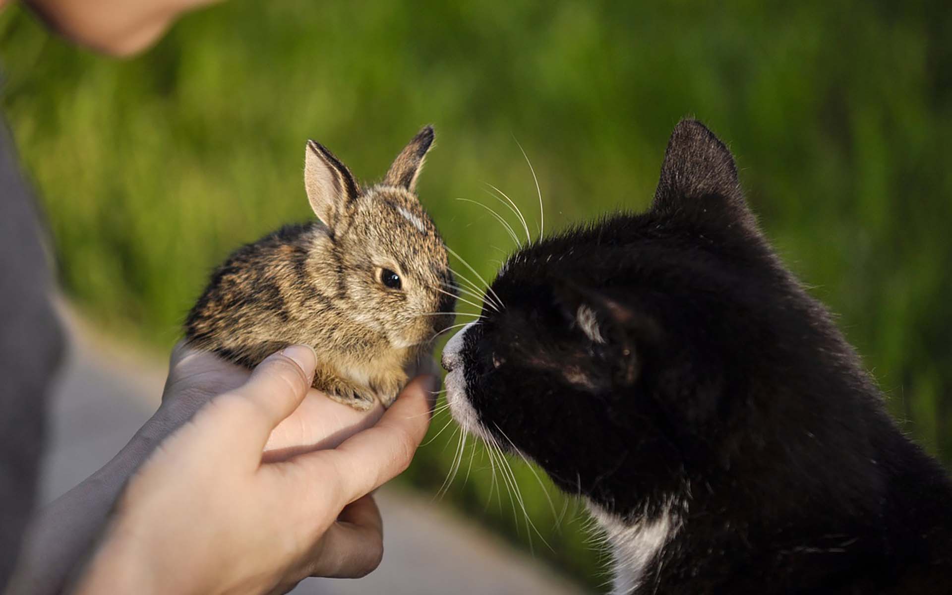 とうさぎが家族になることは可能？相性や飼い方のコツを紹介