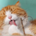 猫は乾燥肌になりやすいのか？原因や対策を徹底解説
