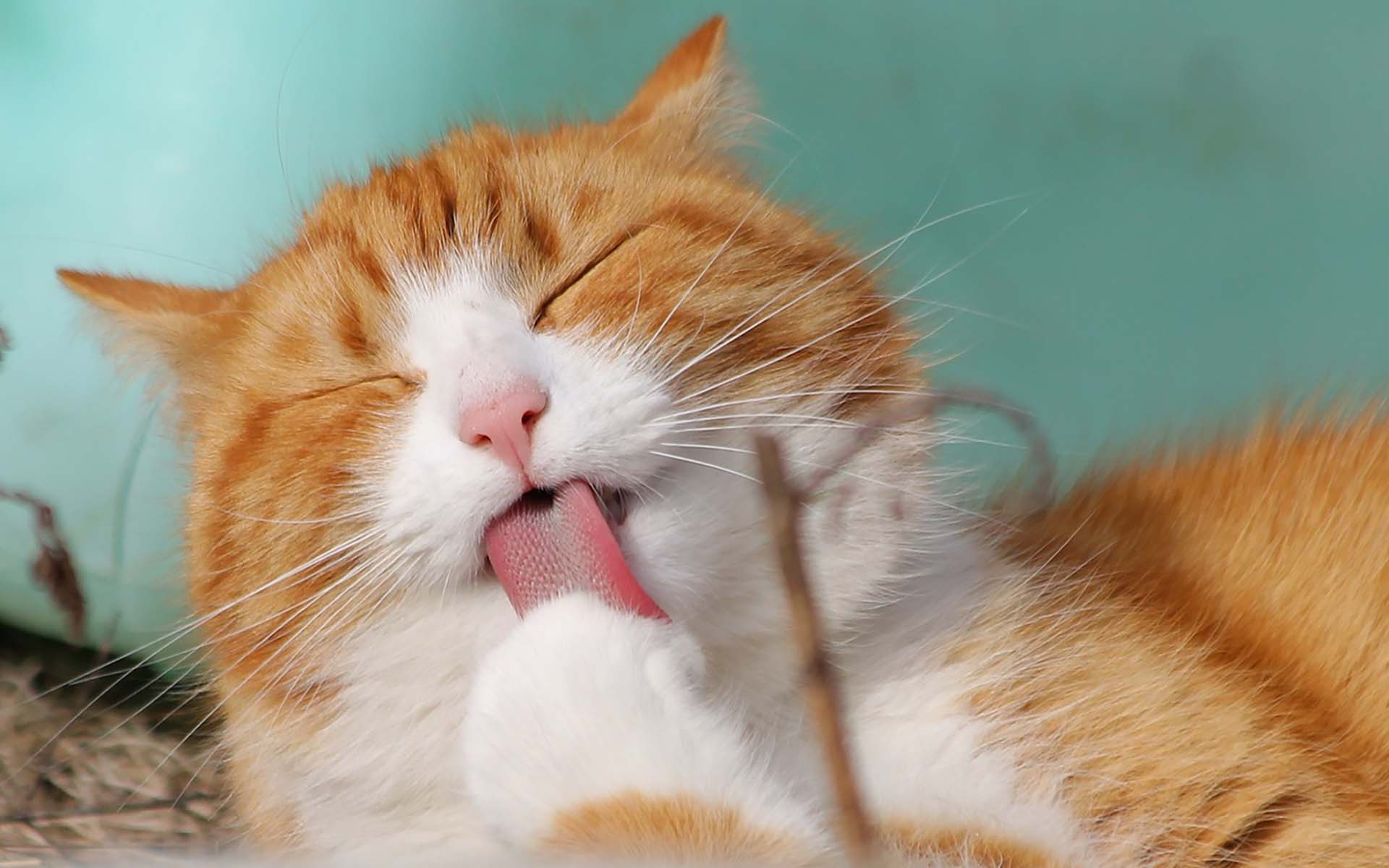 猫は乾燥肌になりやすいのか？原因や対策を徹底解説