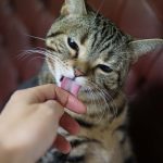 猫の早食いは防止できるのか？早食いによる危険やデメリットも紹介