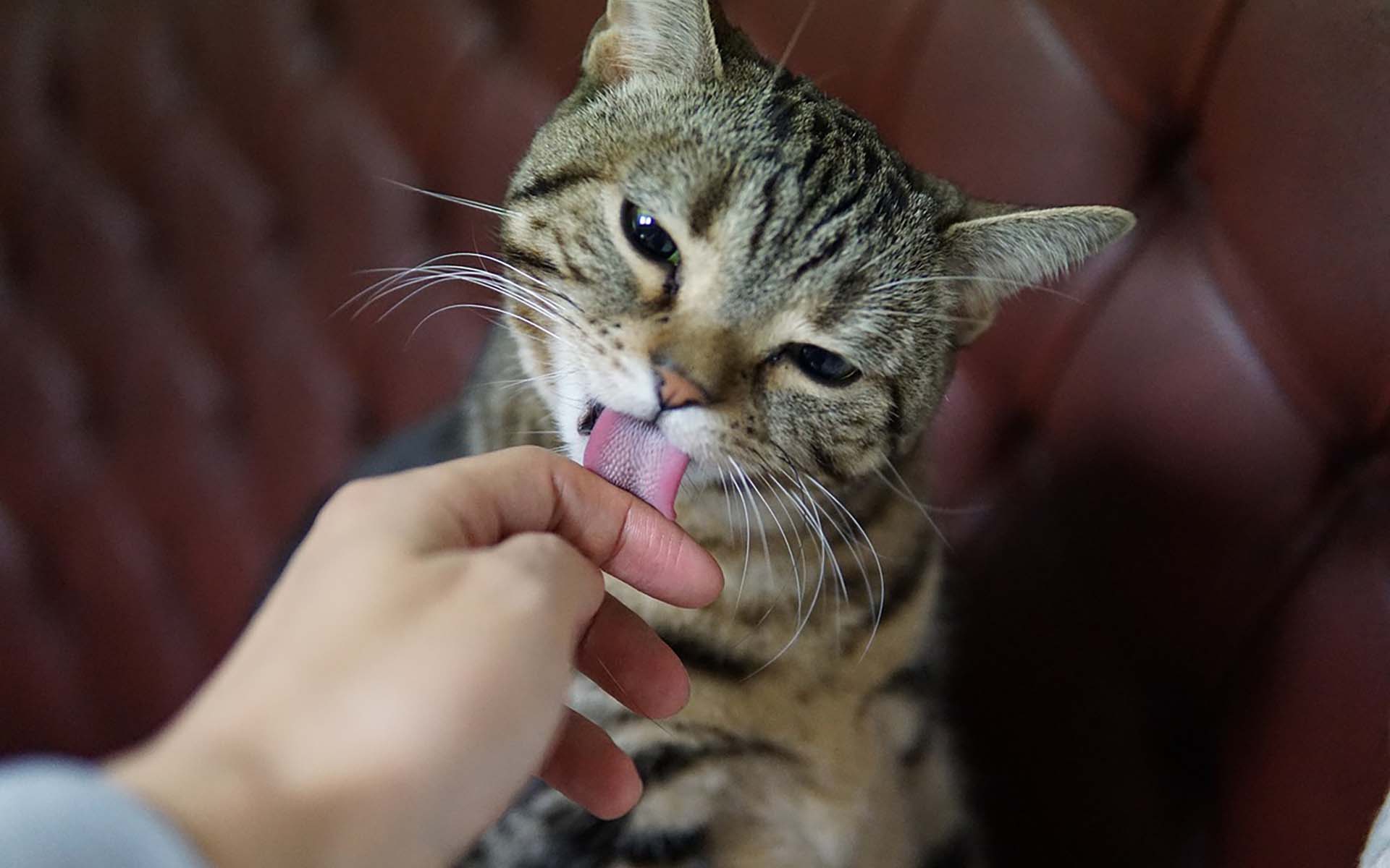 猫の早食いは防止できるのか？早食いによる危険やデメリットも紹介
