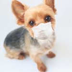 犬が風邪を引いたときの症状や飼い主様が気を付けることについて解説