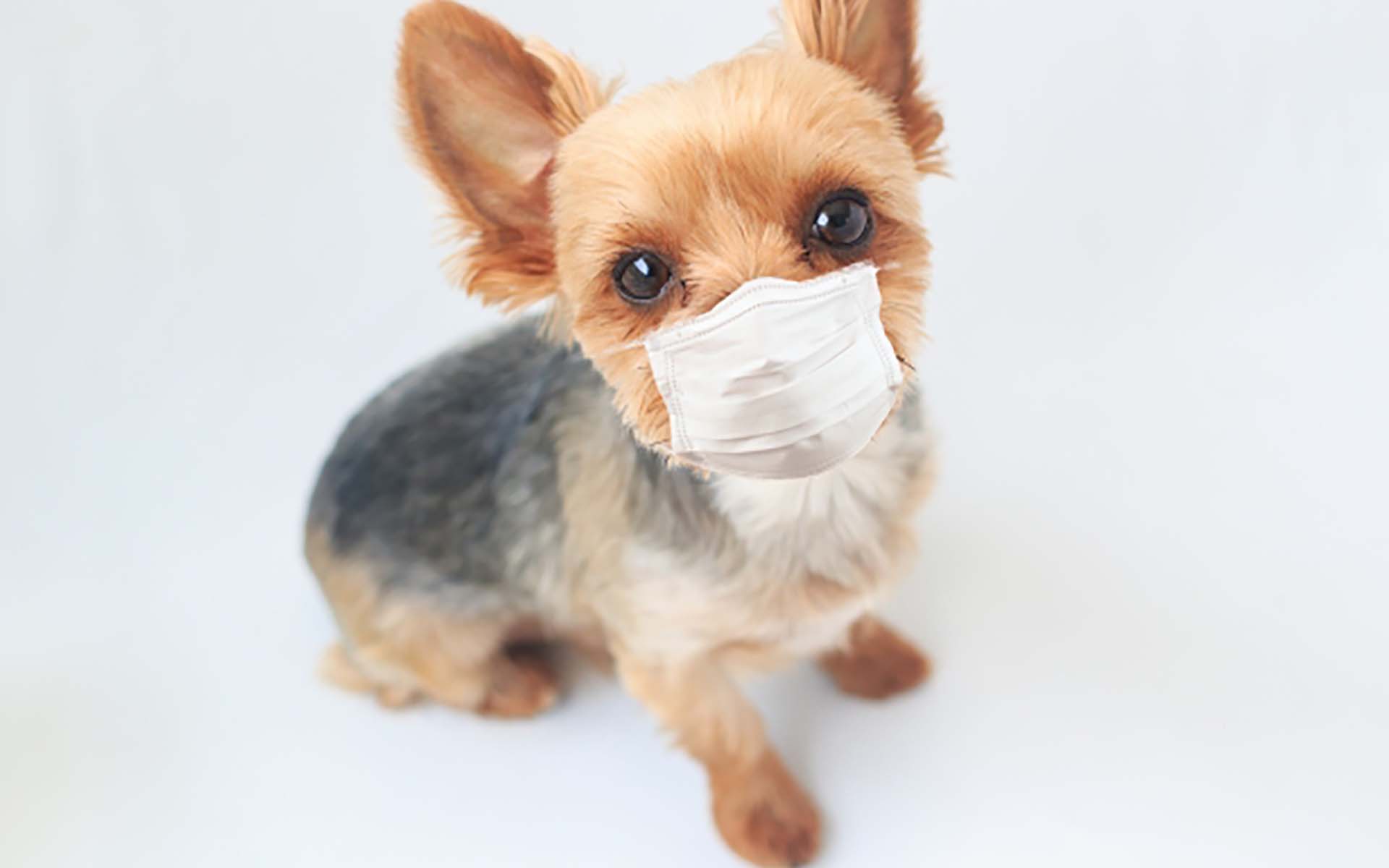 犬が風邪を引いたときの症状や飼い主様が気を付けることについて解説