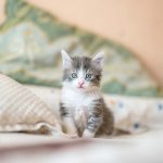 猫を飼うには生後何ヵ月が適齢なのか?迎え入れる際の注意点も解説540