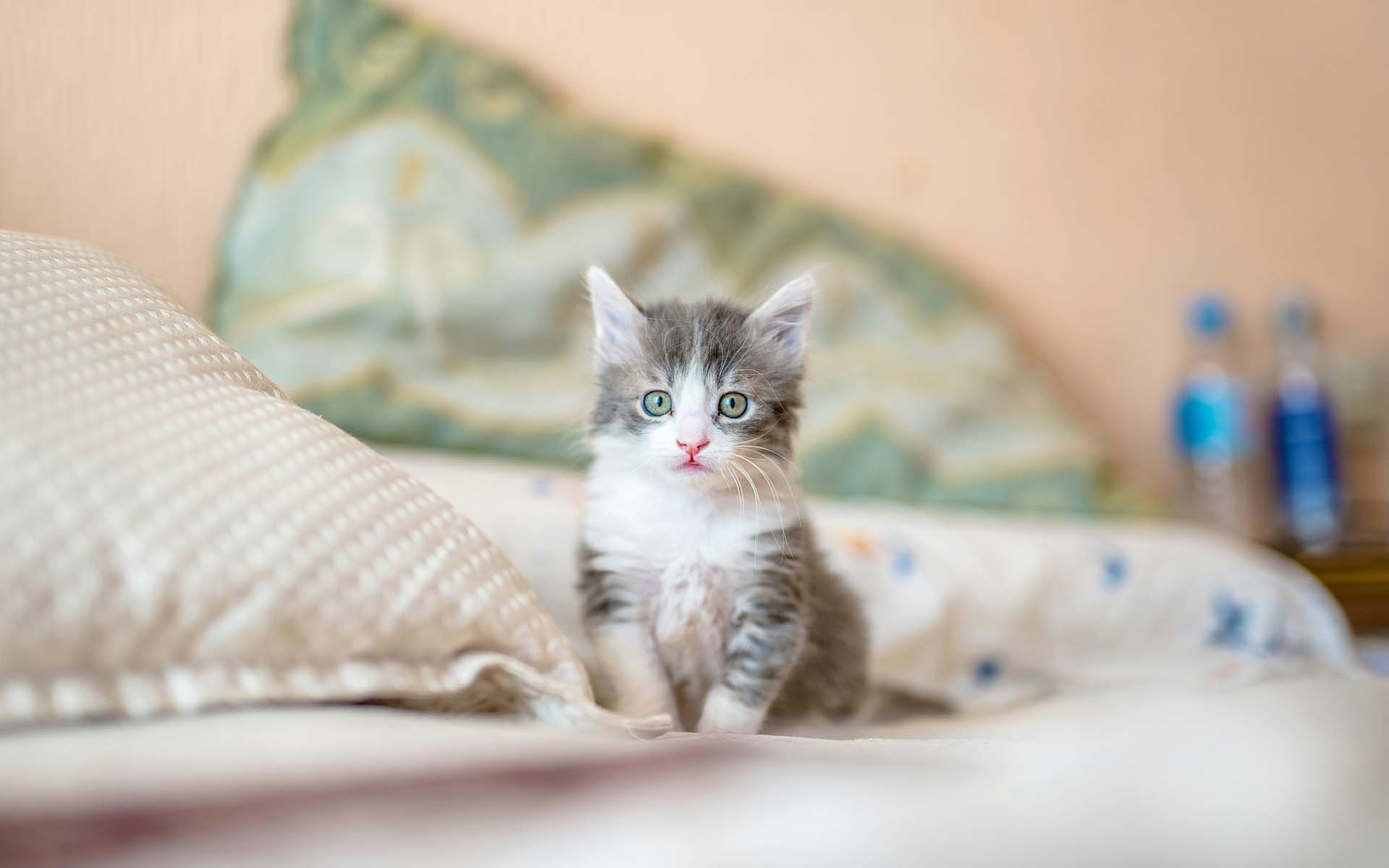猫を飼うには生後何ヵ月が適齢なのか?迎え入れる際の注意点も解説540