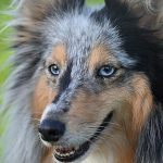犬の体温は人間よりも高い！犬の体温測定の方法や発熱時の温度、病気の可能性について解説
