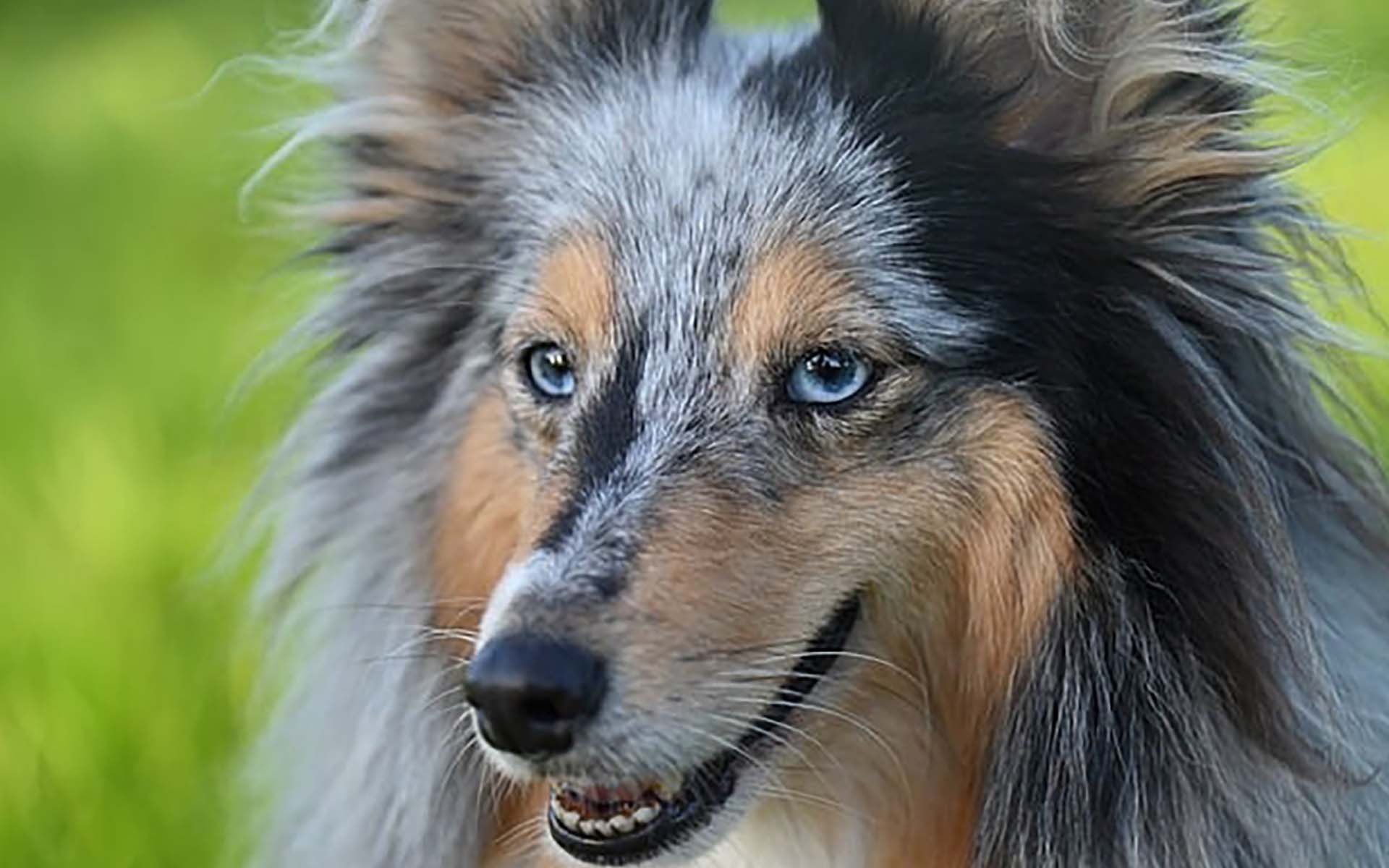 犬の体温は人間よりも高い！犬の体温測定の方法や発熱時の温度、病気の可能性について解説