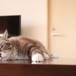 なんだか元気がない？猫が疲れているときのサインと考えられる原因について解説