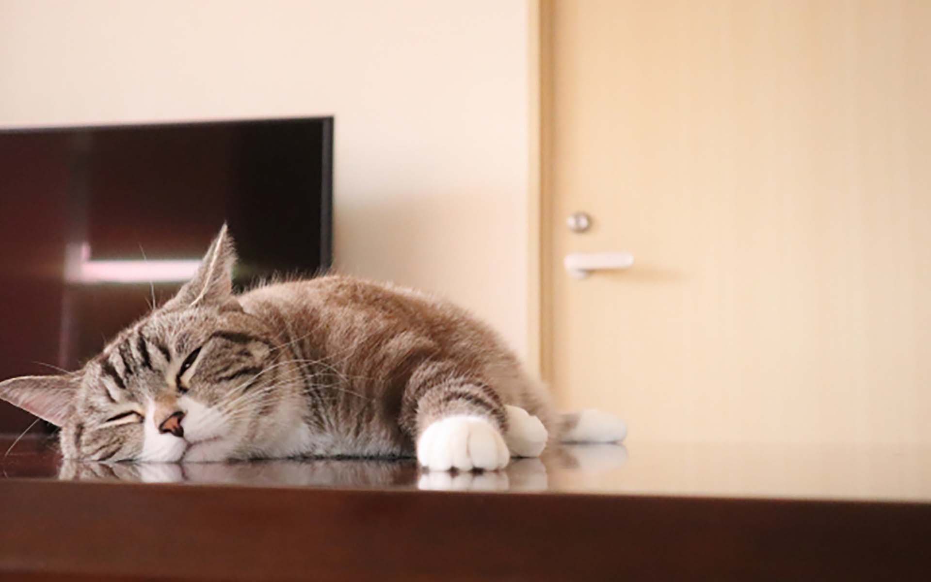 なんだか元気がない？猫が疲れているときのサインと考えられる原因について解説