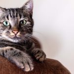 妊娠中は猫を飼うことができる？妊婦さんが猫を飼う注意点や赤ちゃんへの影響も解説