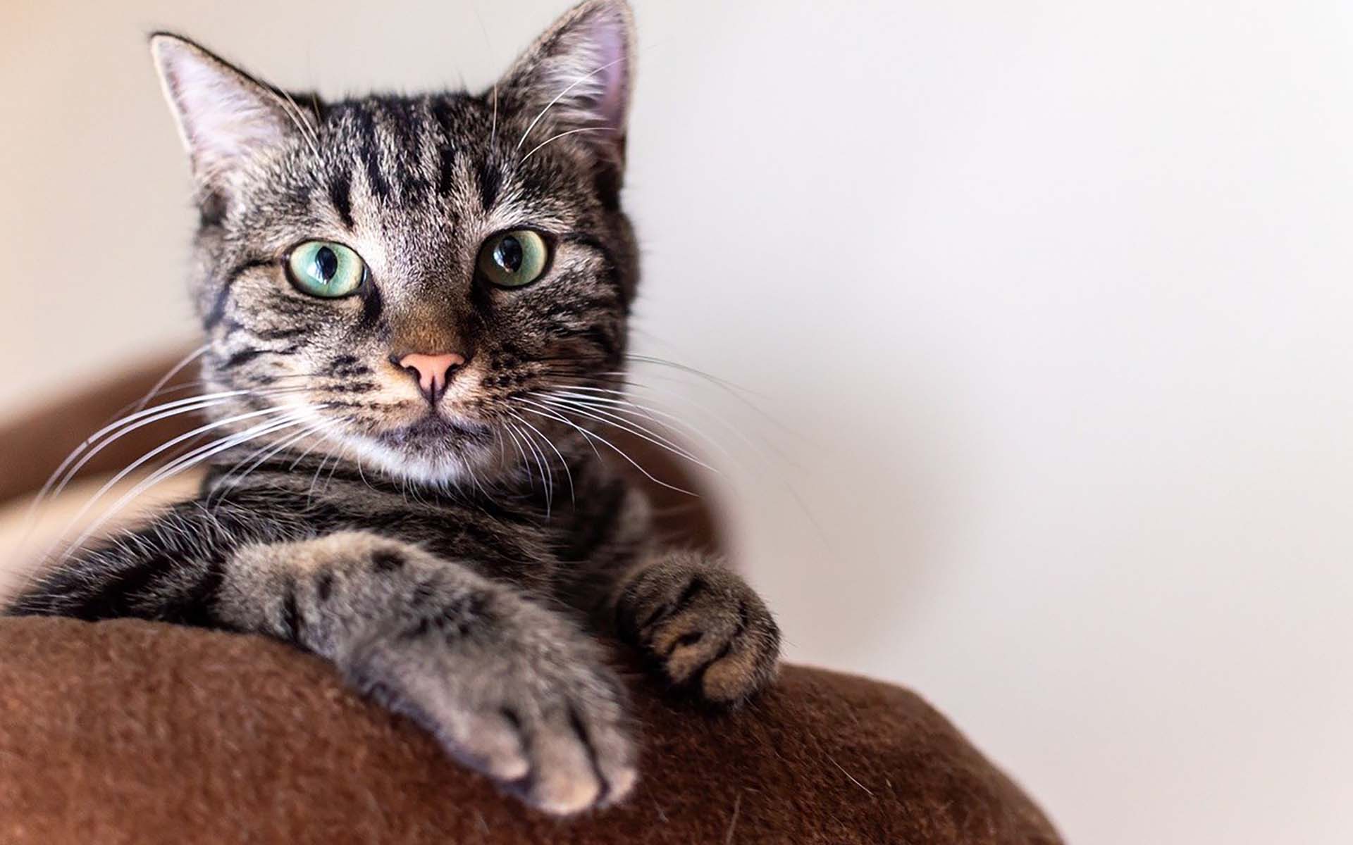妊娠中は猫を飼うことができる？妊婦さんが猫を飼う注意点や赤ちゃんへの影響も解説
