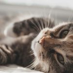 猫アレルギーでも猫は飼えるの？猫アレルギー対策を紹介！