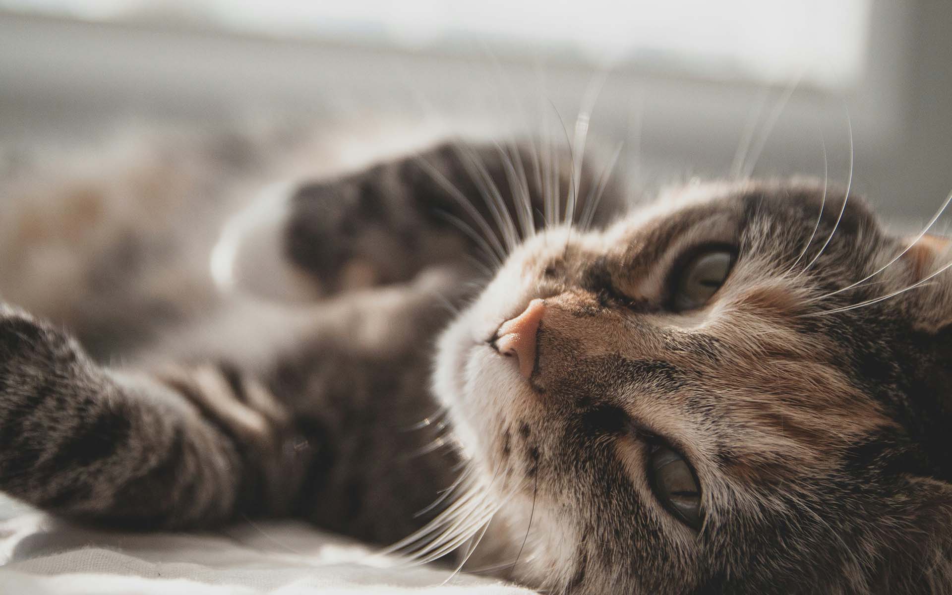 猫アレルギーでも猫は飼えるの？猫アレルギー対策を紹介！