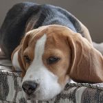 見逃さないで！愛犬と暮らしていくために知っておきたい疲れの原因とサイン
