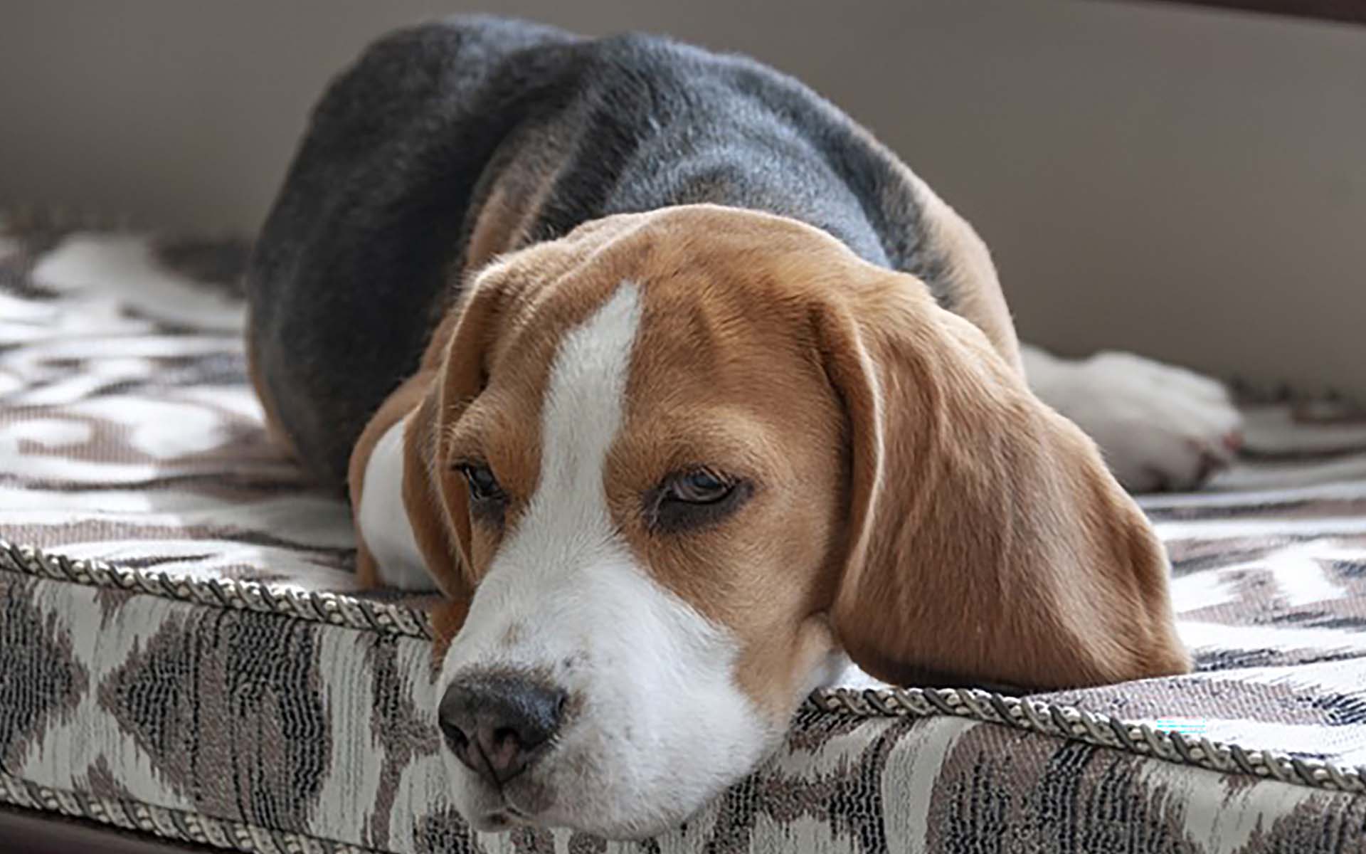 見逃さないで！愛犬と暮らしていくために知っておきたい疲れの原因とサイン