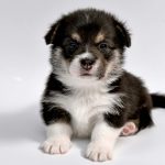 犬を飼うには生後何ヵ月からがおすすめ？子犬の迎え方もチェック
