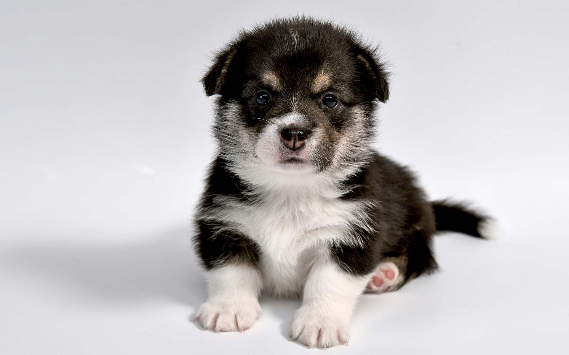 犬を飼うには生後何ヵ月からがおすすめ？子犬の迎え方もチェック