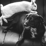 犬とうさぎは一緒に飼えるのか？飼い方のコツや初対面時の注意点を解説
