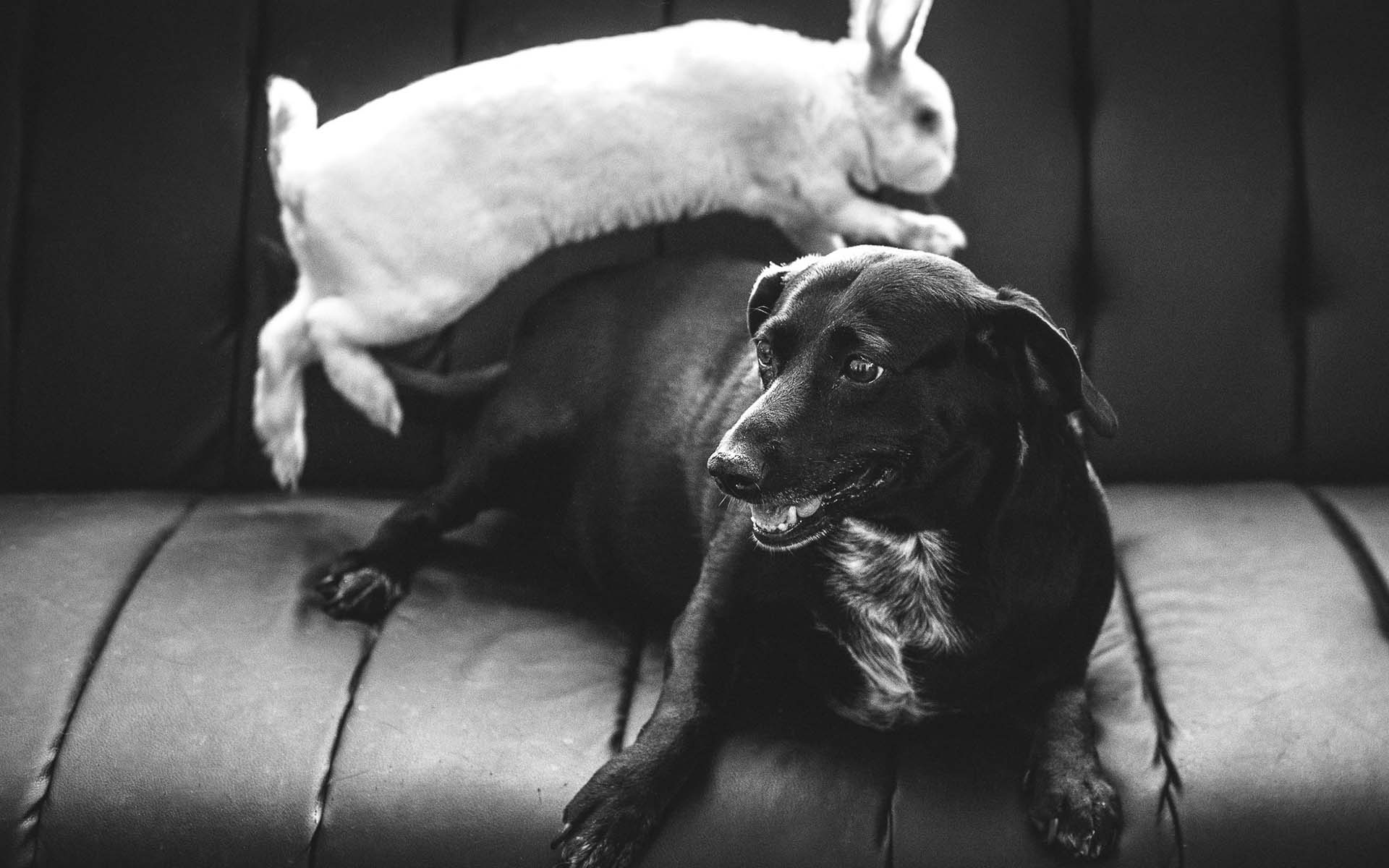 犬とうさぎは一緒に飼えるのか？飼い方のコツや初対面時の注意点を解説