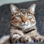 猫を飼う際に注意するポイントは？初心者飼い主様必見の準備マニュアル