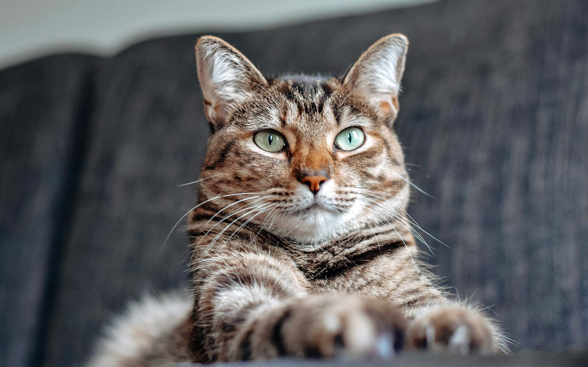 猫を飼う際に注意するポイントは？初心者飼い主様必見の準備マニュアル