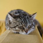 猫を飼うのに困らない部屋の広さや間取りは？狭い部屋でもストレスを軽減させる方法も紹介