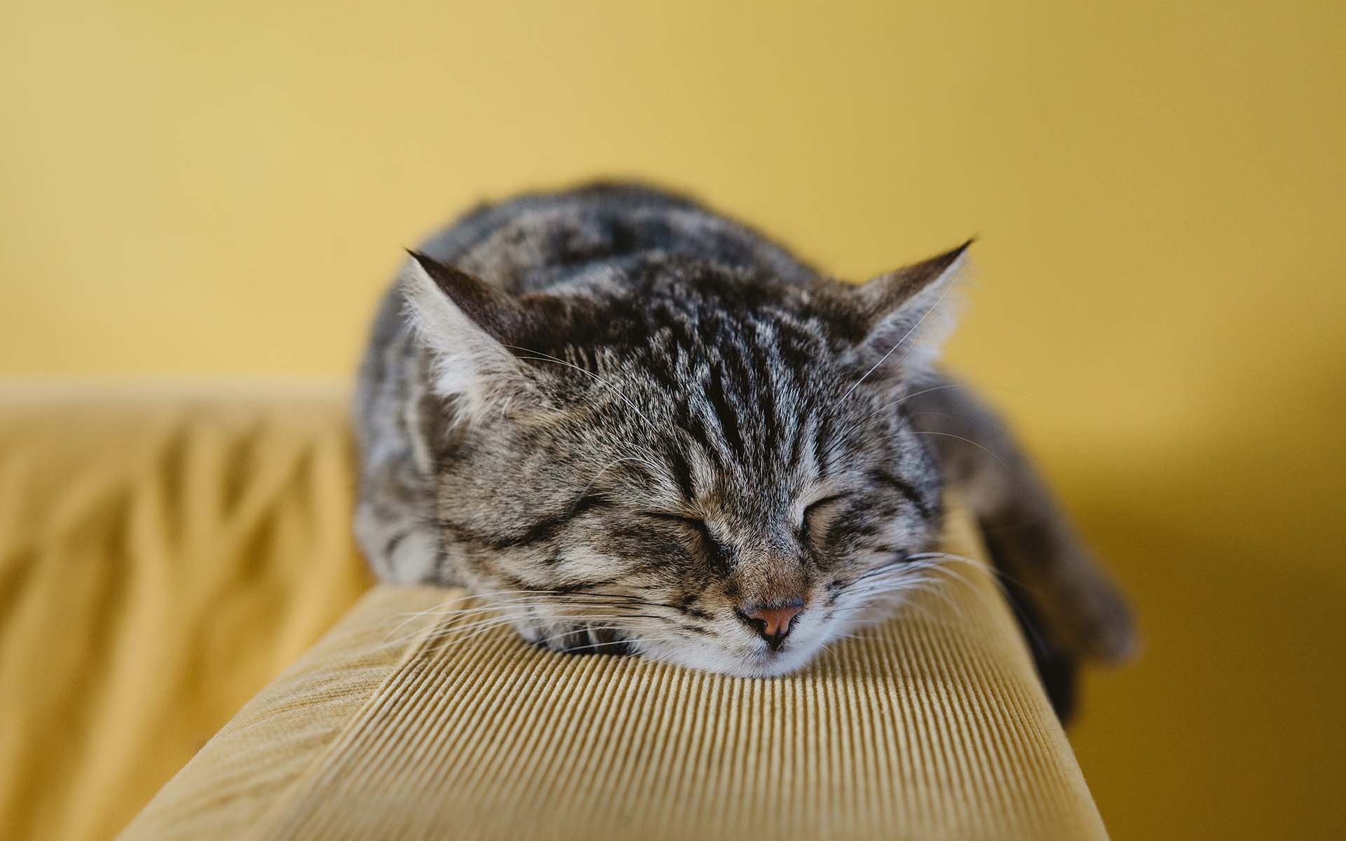 猫を飼うのに困らない部屋の広さや間取りは？狭い部屋でもストレスを軽減させる方法も紹介