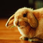 うさぎの風邪は独特？うさぎ風邪の症状や治療方法、予防法とは