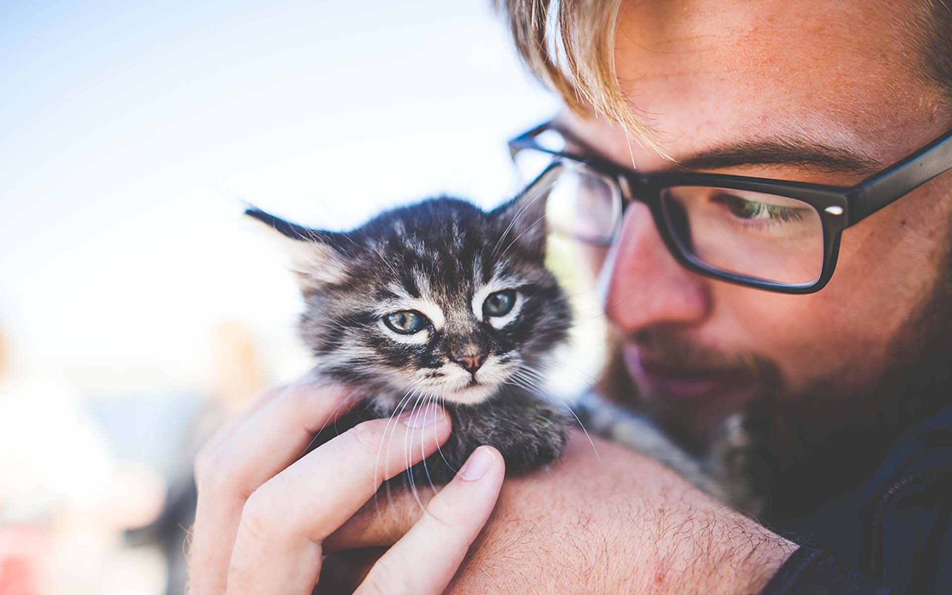 猫の飼うのに必要な年収は？猫の飼い主様の平均賃金も調査