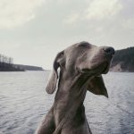 犬がずっと後ろをついてくるのはどうして？理由や心配な病気、改善方法を紹介