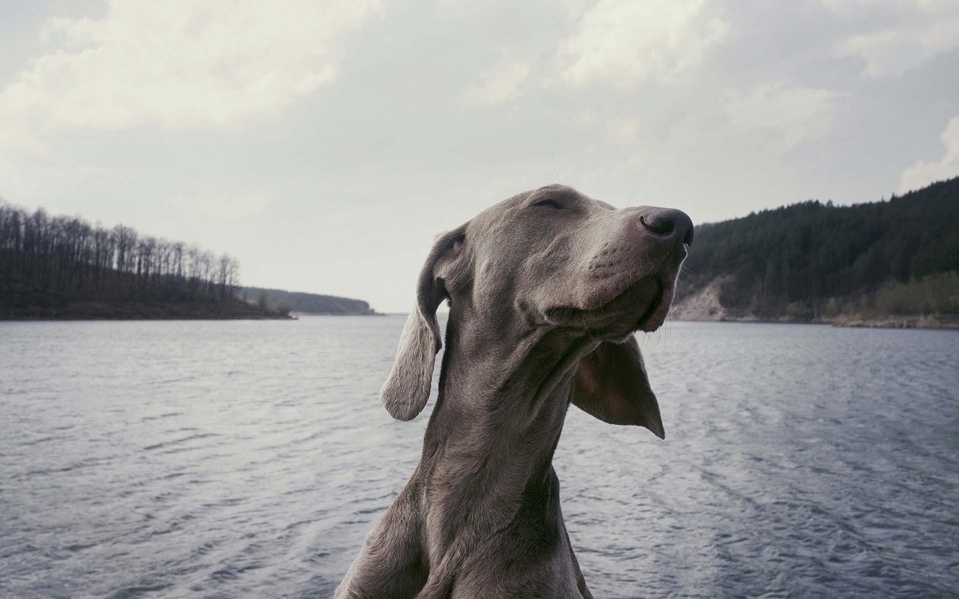 犬がずっと後ろをついてくるのはどうして？理由や心配な病気、改善方法を紹介