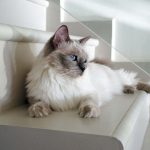 猫が「ごろごろ」と喉を鳴らす理由とは？その意味と猫とのコミュニケーションのヒント
