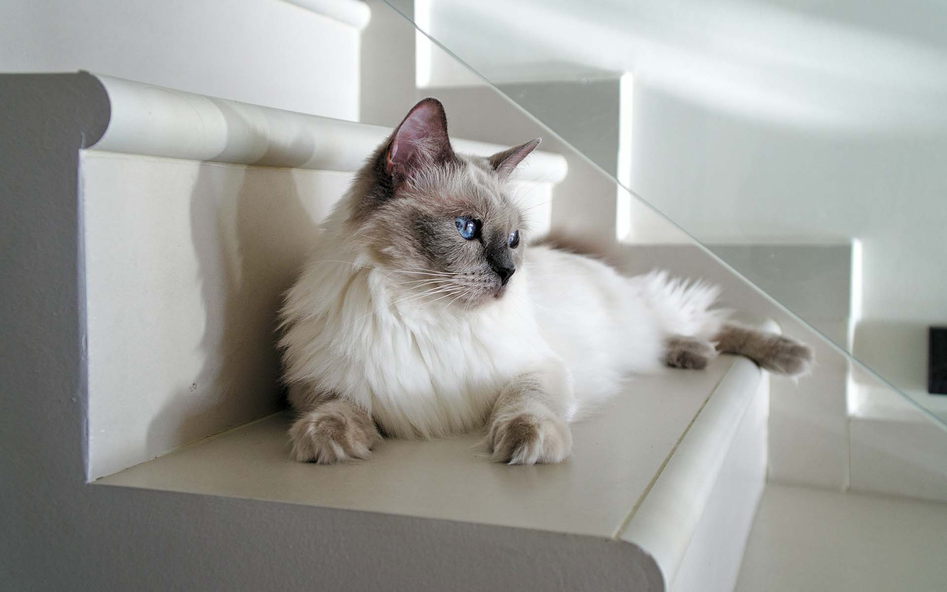 猫が「ごろごろ」と喉を鳴らす理由とは？その意味と猫とのコミュニケーションのヒント