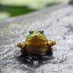 カエルの寿命について：長生きさせるための飼育方法と注意点
