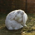 うさぎの鳴き声とは？意味や鳴き声以外の感情表現についても解説