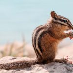 【シマリスの寿命】長生きさせるための飼育方法と注意点について