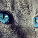 猫の癒やし効果とは？心と体に与える影響と猫との素敵な暮らし方