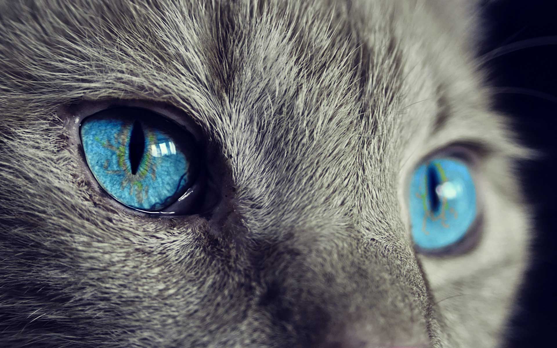 猫の癒やし効果とは？心と体に与える影響と猫との素敵な暮らし方