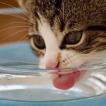 猫が水を飲みすぎている理由とは？糖尿病、腎臓病などの病気をチェック