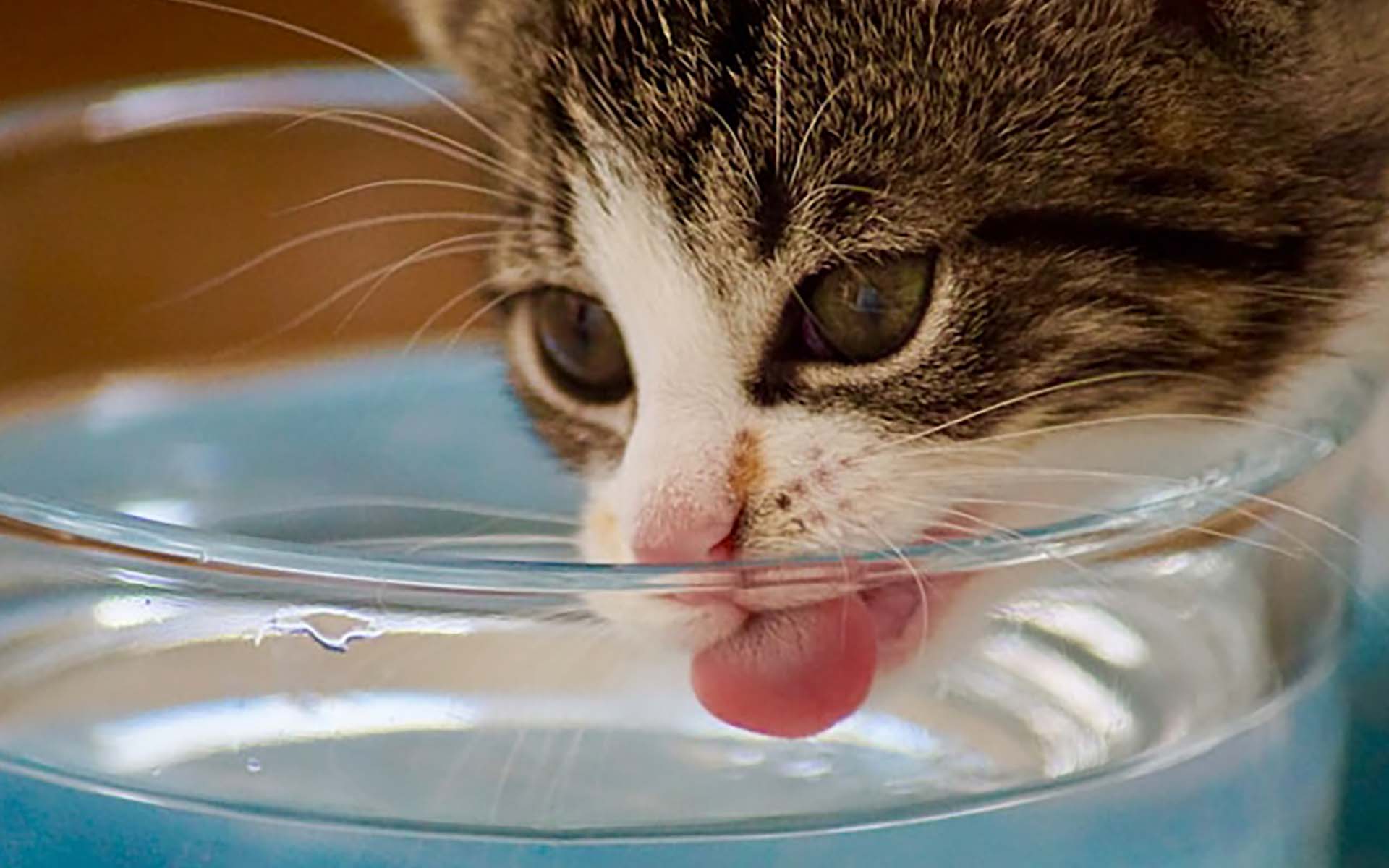 猫が水を飲みすぎている理由とは？糖尿病、腎臓病などの病気をチェック