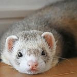 フェレットの寿命はどれくらい？フェレットと悔いなく過ごすには