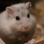 ハムスターが冬眠する理由と対策法！寒い季節の飼育方法について