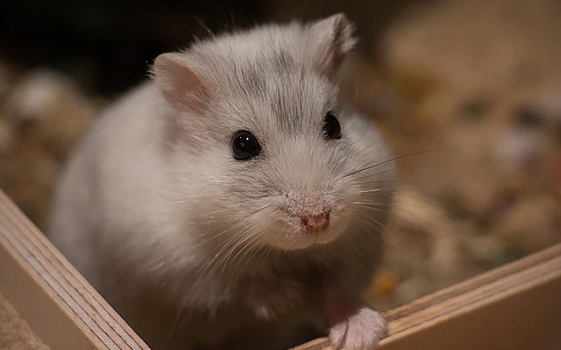 ハムスターが冬眠する理由と対策法！寒い季節の飼育方法について
