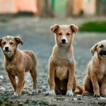 愛犬の噛み癖は危険！原因や日常生活に与える影響、改善方法を徹底解説