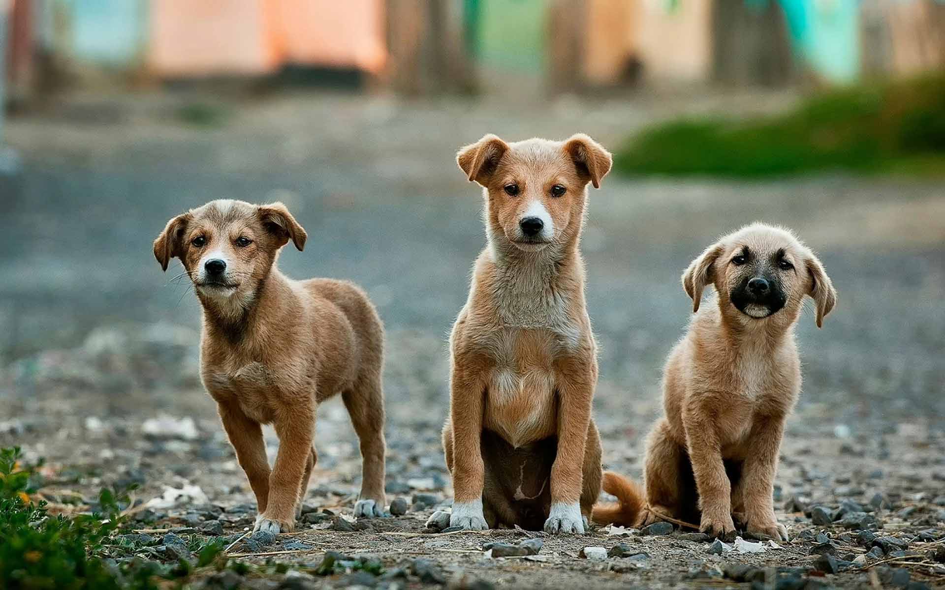 愛犬の噛み癖は危険！原因や日常生活に与える影響、改善方法を徹底解説