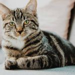 猫があなたについてくる理由とは？その行動の意味と対処法を解説