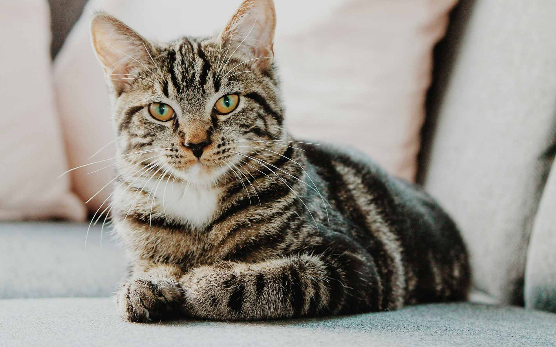 猫があなたについてくる理由とは？その行動の意味と対処法を解説