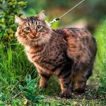 猫の散歩を始めよう！メリット、準備、注意点を徹底解説