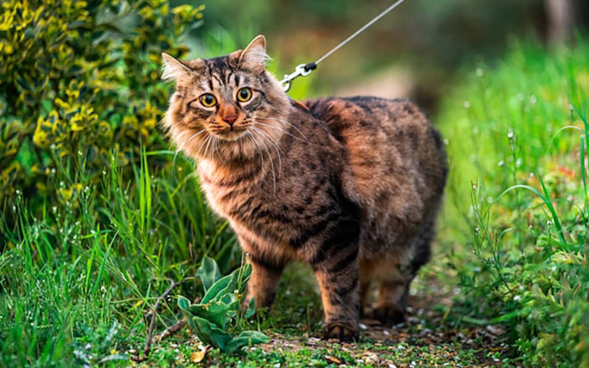 猫の散歩を始めよう！メリット、準備、注意点を徹底解説